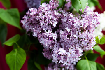 lilac flowers with green leaves in spring