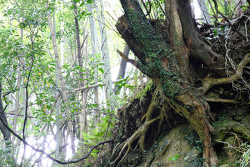 Obraz premium 土からむきだしになる木の根っこ