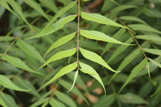 Neem Leaf Texture