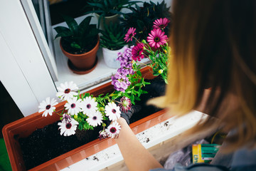 Behind shoulder shot of young female gardener plant seeds and flowers into pot on window shelf of balcony. Gardening at home hobby and environmentally friendly activity