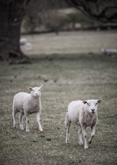 Obraz premium Sheep