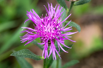 Corn Flower / Bleuet vivace