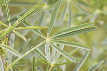 Lupinus angustifolius narrow leaf blue lupine legume with narrow green leaves on greenish background