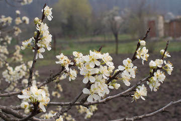cherry blossoms, branch with white flowers