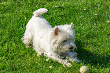 Naklejka na ściany i meble West Highland White terrier in the garden