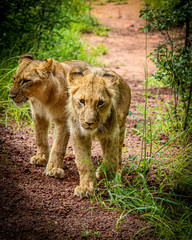Naklejka na ściany i meble Lions in Zambia
