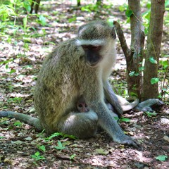 Monkeys in Zambia