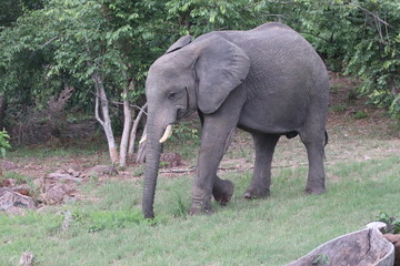Fototapeta premium Zambian Elephant