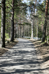 shady foot and bike path in the pine forest