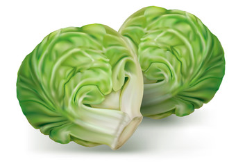Brussels cabbage on a white. vector - obrazy, fototapety, plakaty