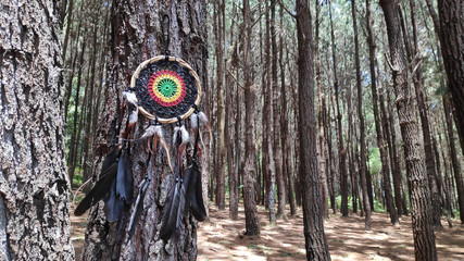dream catcher attached to the tree in pine forest