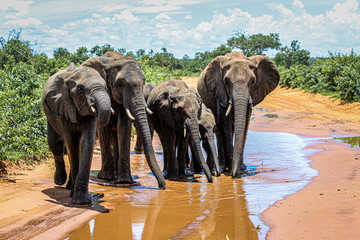 Elephants drinking