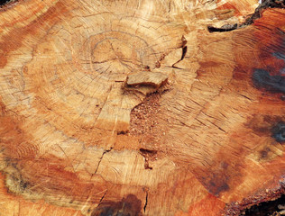 Tree trunk with traces of saw cut and cracked background. Abstract ocher colored wood texture.