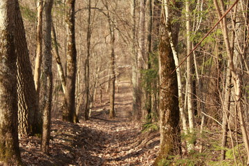 footpath in the forest