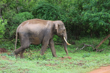 Asian Elephant