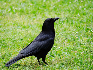 close-up of crow sitting in the grass looking 