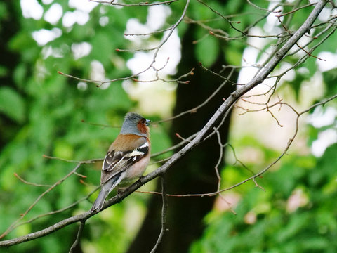 Chaffinch Sitting On A Twig Singing