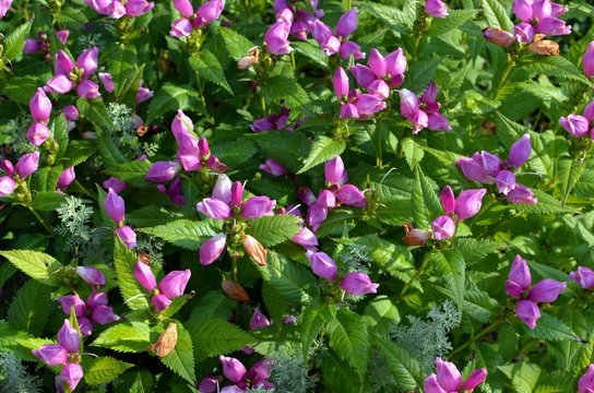 Red Turtlehead Flowers (Chelone obliqua) blooming in a park garden on august sunny day, pink flowers blossom, floral background