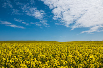 Obraz premium Rapeseed field in rural Shropshire, with blue sky and white fluffy clouds.