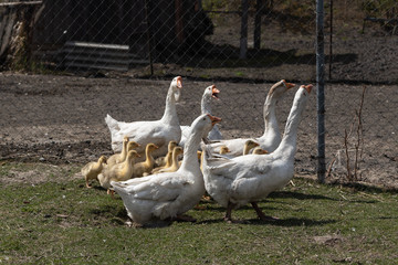 Russian village. Russian countryside. Geese and goslings. Russian nature. Country life. Birds farming.