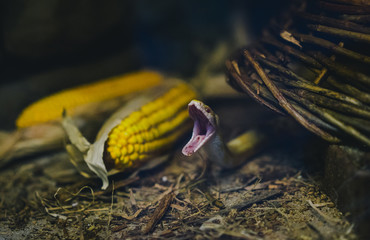 Yawning Cornsnake in Vivarium