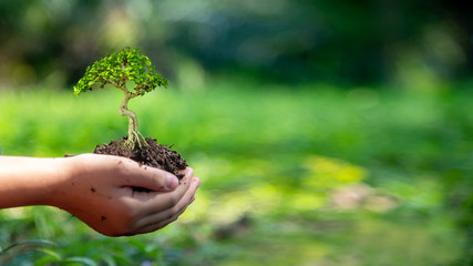 Hands child holding tree keep environment on the back soil in the nature park of growth of plant...
