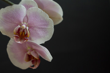 Fototapeta na wymiar Pink amazing orchid branch flowers with buds on black background