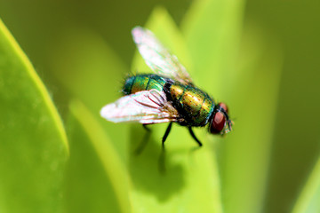 fly on green leaf