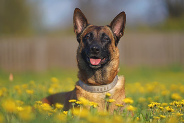 Happy Belgian Shepherd dog Malinois posing outdoors lying down in a green grass with yellow dandelion flowers in spring