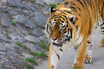 Siberian tiger walking on a summer day