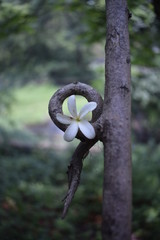 flower in the forest