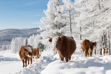 Cows in the winter , among the snowy trees. Altai Mountains, Russia