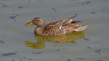 Femmina di germano reale che nuota sul lago 