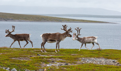Three deer stand on the shore of the fjord, Norway