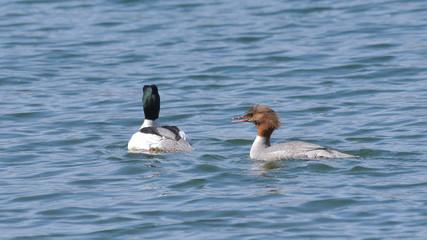 Coppia di smergo maggiore che nuota sul lago