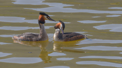 Coppia di svasso maggiore sul lago in corteggiamento