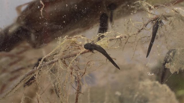 Embryos of tadpoles moving in a pond.