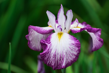 梅雨の晴れ間の花菖蒲