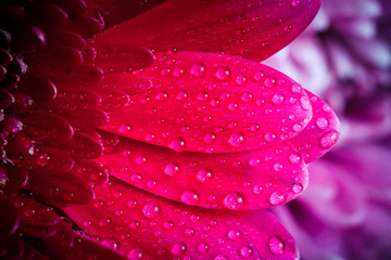 Obraz premium Flowers with water drops, macro