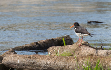 Eurasian oystercatcher (Haematopus ostralegus) on the rock