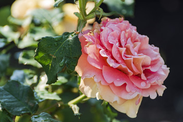 華麗に咲く薔薇