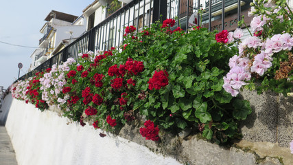 Fototapeta premium Red and white geraniums decorating elevated road side