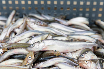 Smelt fish catch of fishermen of the commercial fishing brigade in the Gulf of Finland