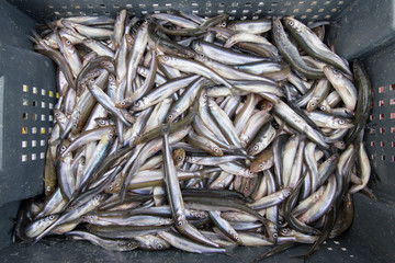 Smelt fish catch of fishermen of the commercial fishing brigade in the Gulf of Finland