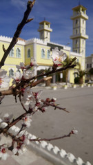 cherry blossom behind it green mosque