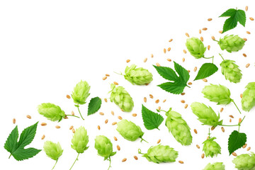 Hop cones isolated on white background. Beer brewing ingredients. Beer brewery concept. Beer...