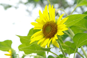 Fototapeta premium sun flower in the garden