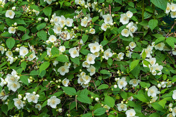 Blooming jasmine bush lewisii Philadelphus on dark green background. Selective focus. White flowers with yellow center close-up. Floral landscape for any wallpaper. There is place for text.
