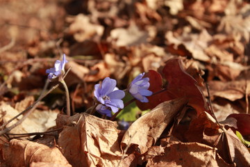 spring flowers in the forest