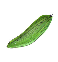 illustration of markers cucumber, green, food, eco, vegetable